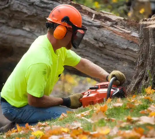 tree services Cedarville